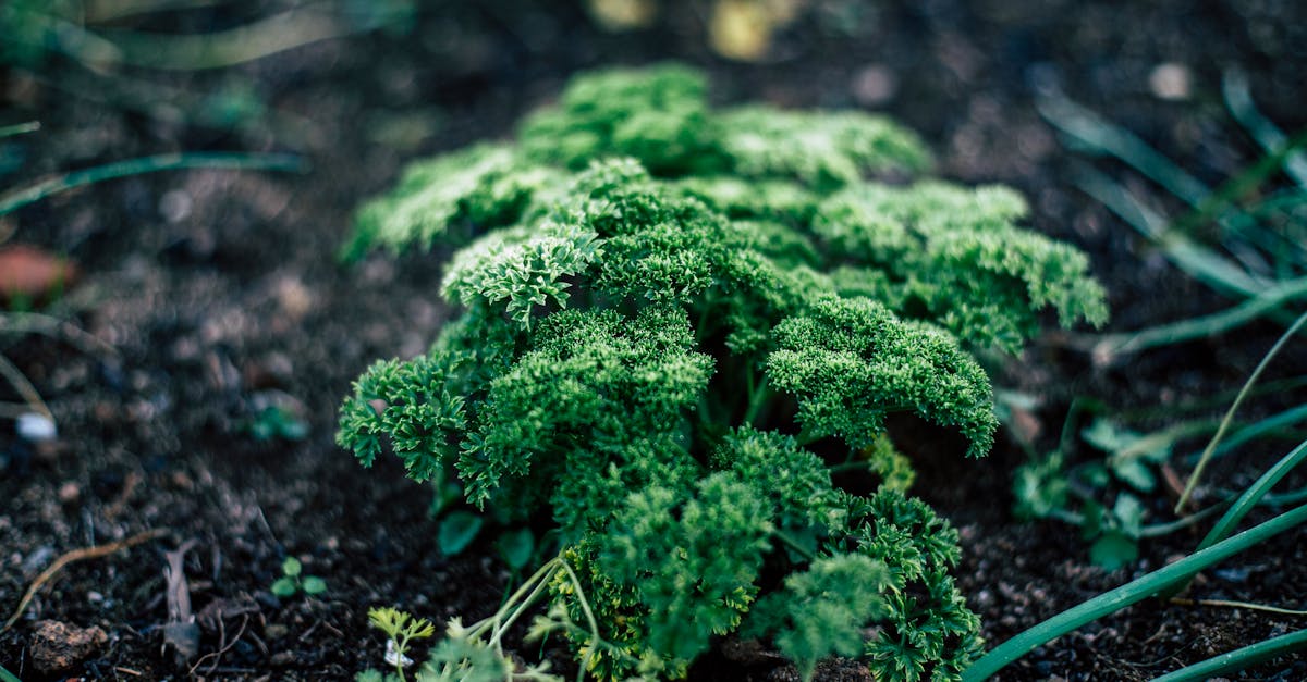 Utilizing Transition Plants for a Cohesive Landscape